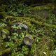 Illustration for article titled Photos of the abandoned antique cars nature has reclaimed
